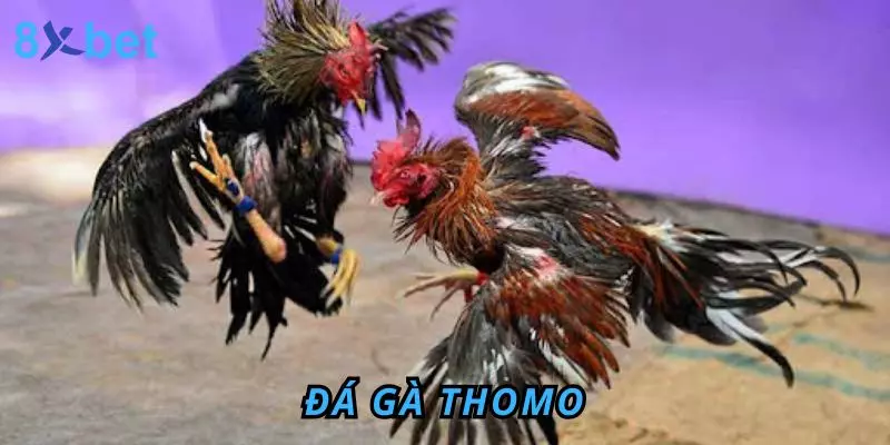 Đá gà Thomo